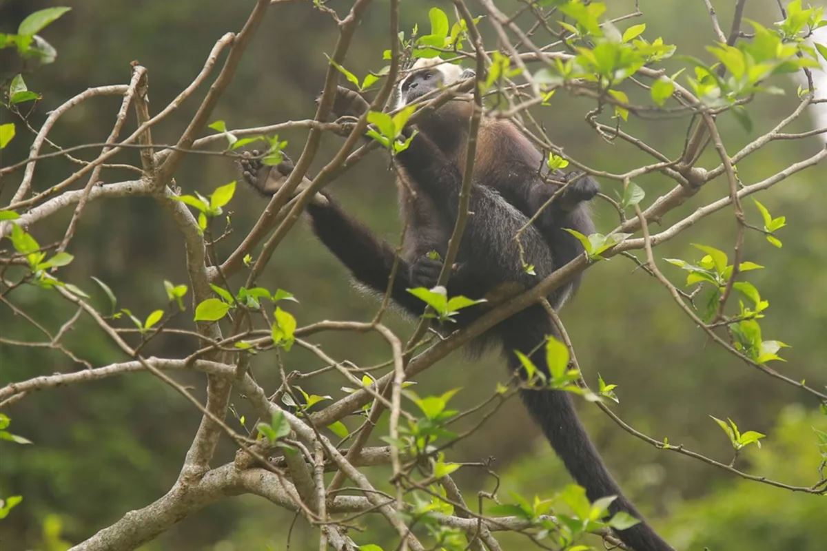 Khám phá Đảo Khỉ Cát Bà: Trải nghiệm thiên nhiên hoang sơ và thú vị