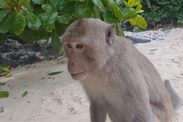 Khám phá Đảo Khỉ Cát Bà: Trải nghiệm thiên nhiên hoang sơ và thú vị