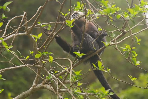 Khám phá Đảo Khỉ Cát Bà: Trải nghiệm thiên nhiên hoang sơ và thú vị