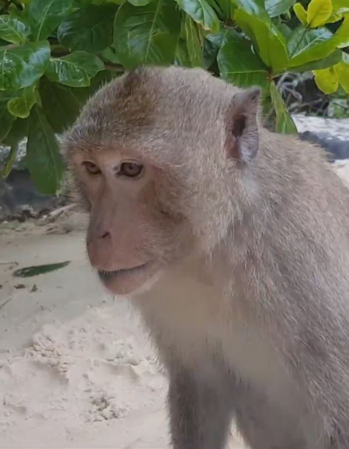 Đảo Khỉ Cát Bà