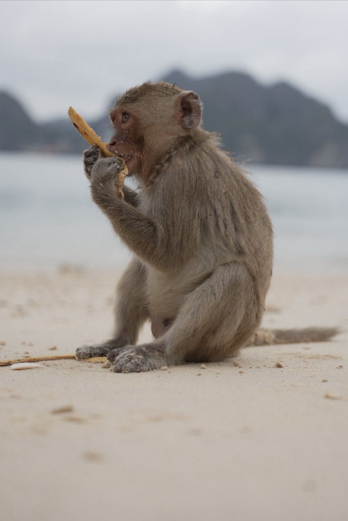 Tại sao gọi là Đảo Khỉ?